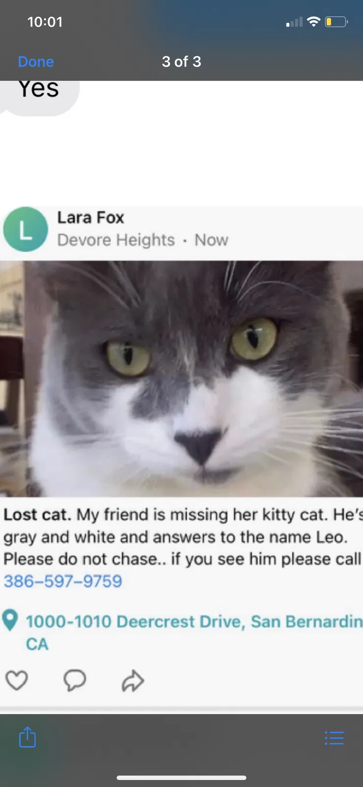 Lost cat in San Bernardino, CA, 92407