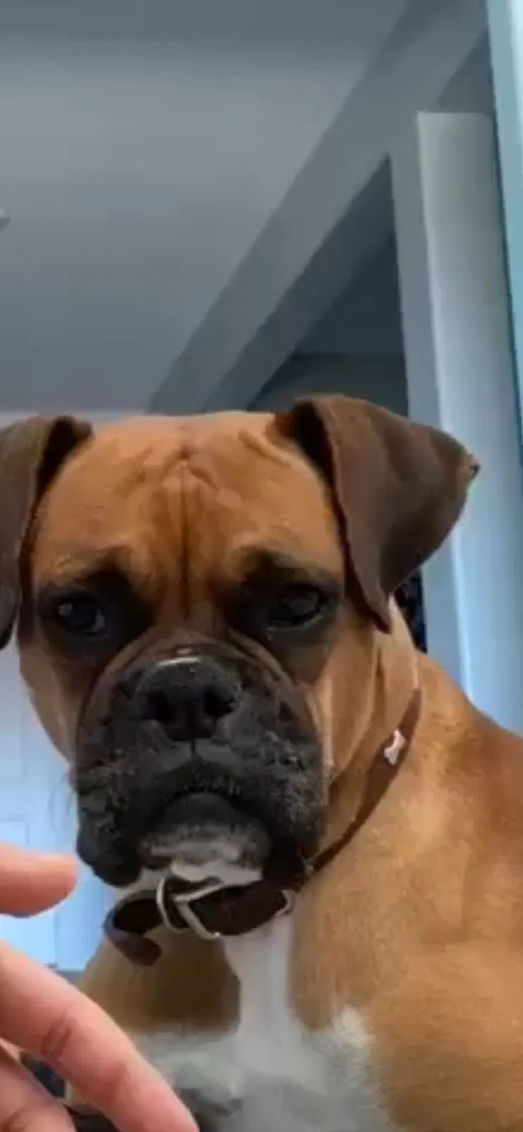 Lost dog in North Las Vegas, NV, 89084
