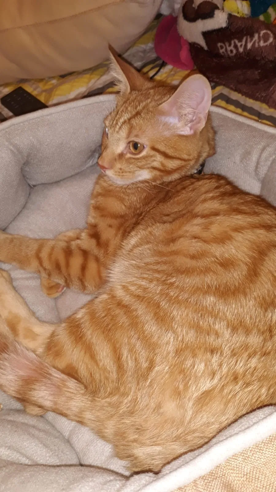 Lost cat in Hyattsville, MD, 20784