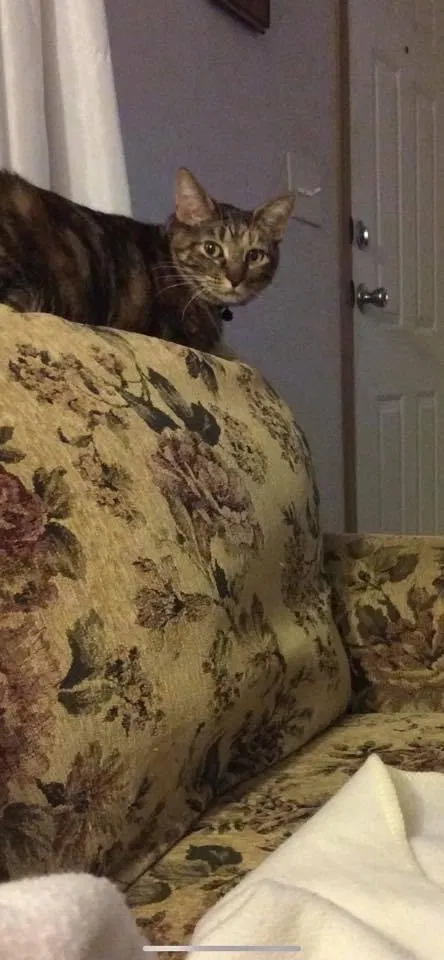 Lost cat in Monroe, MI, 48161