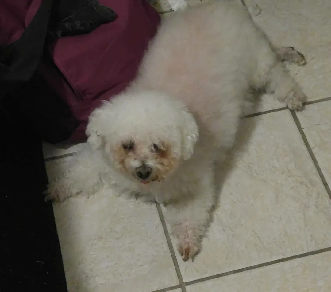 Lost dog in Phoenix, AZ, 85031