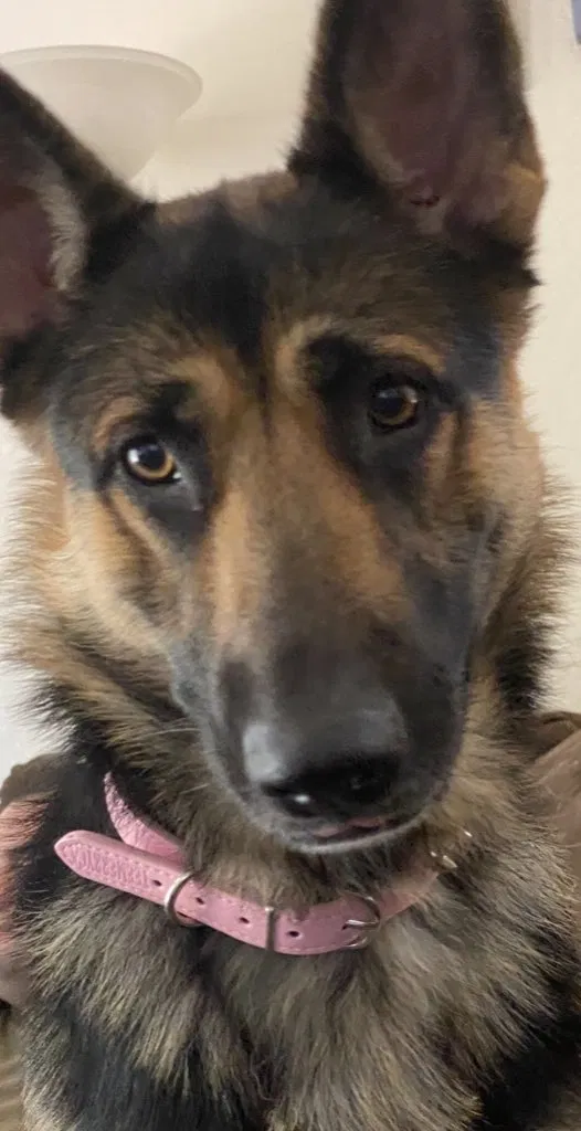 Lost dog in Avondale, AZ, 85323