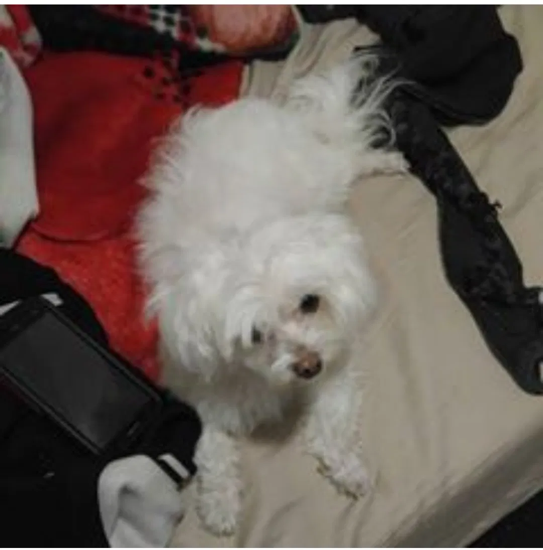Lost dog in Phoenix, AZ, 85031