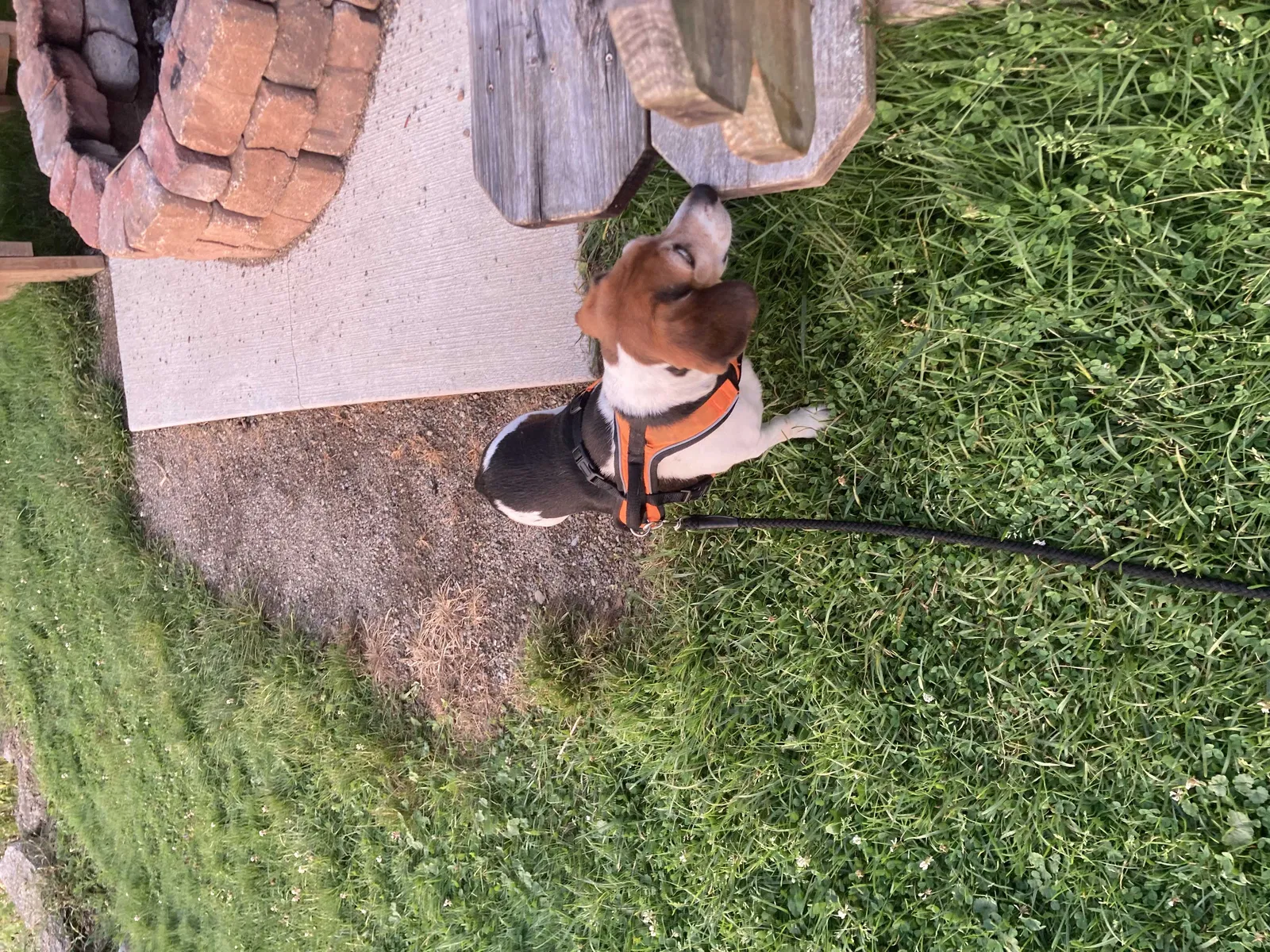 Lost dog in Narvon, PA, 17555