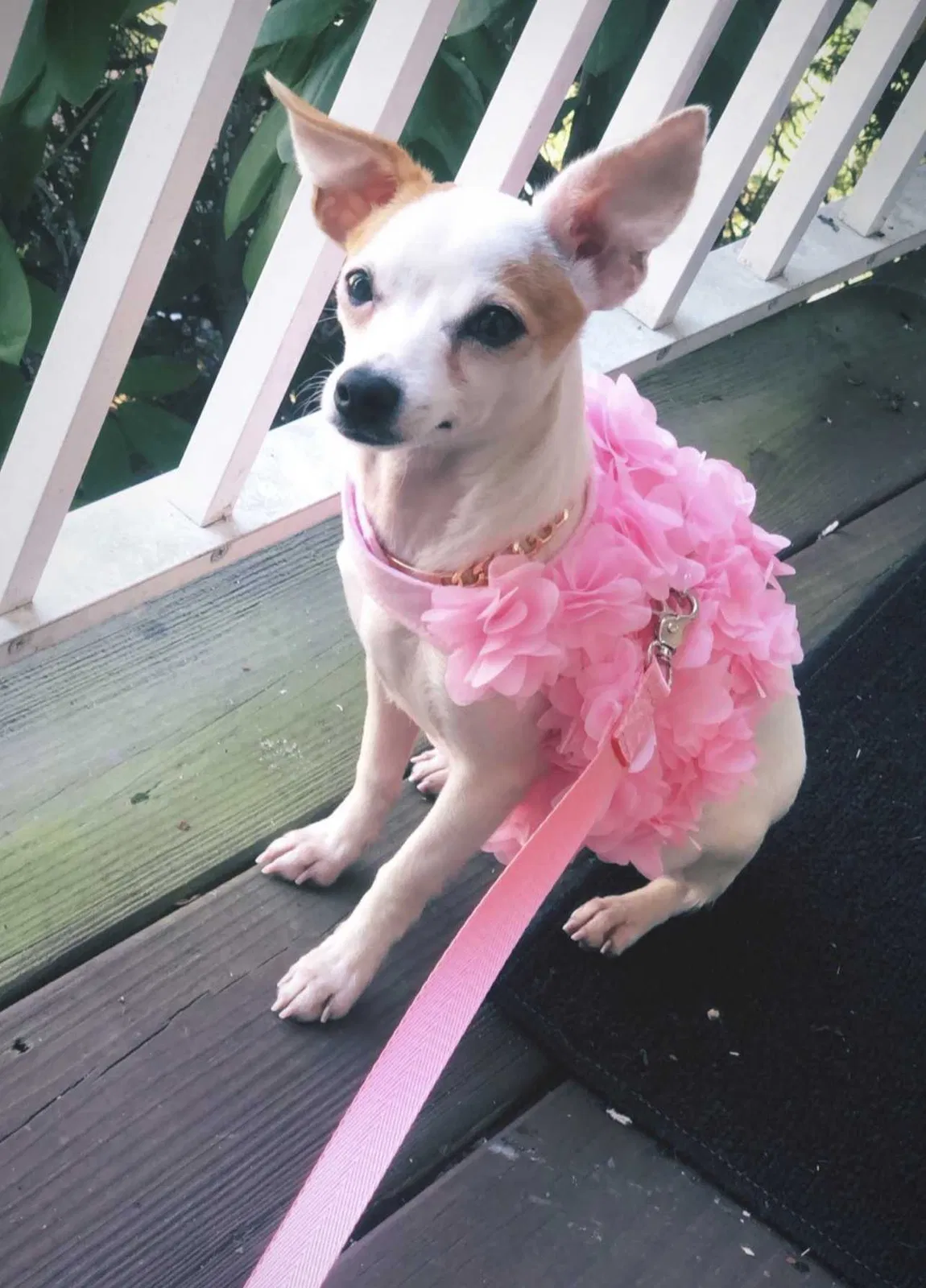 Lost dog in Newark, DE, 19702