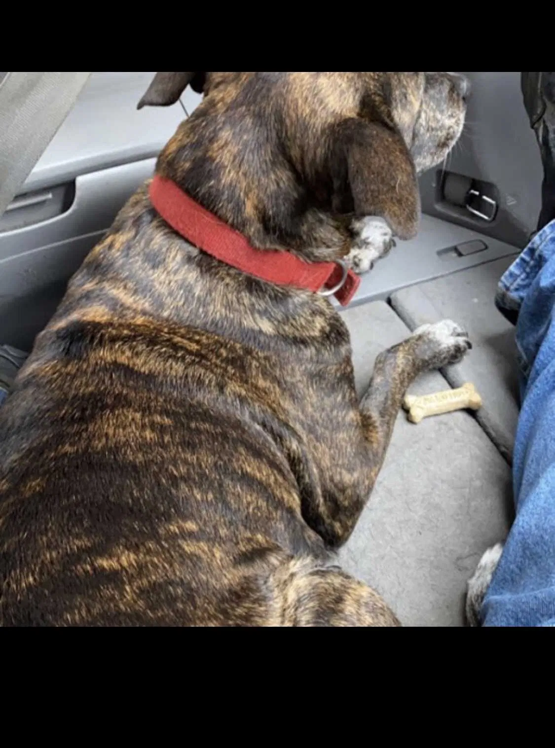 Lost dog in Indianapolis, IN, 46222