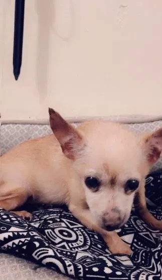 Lost dog in Los Angeles, CA, 90006