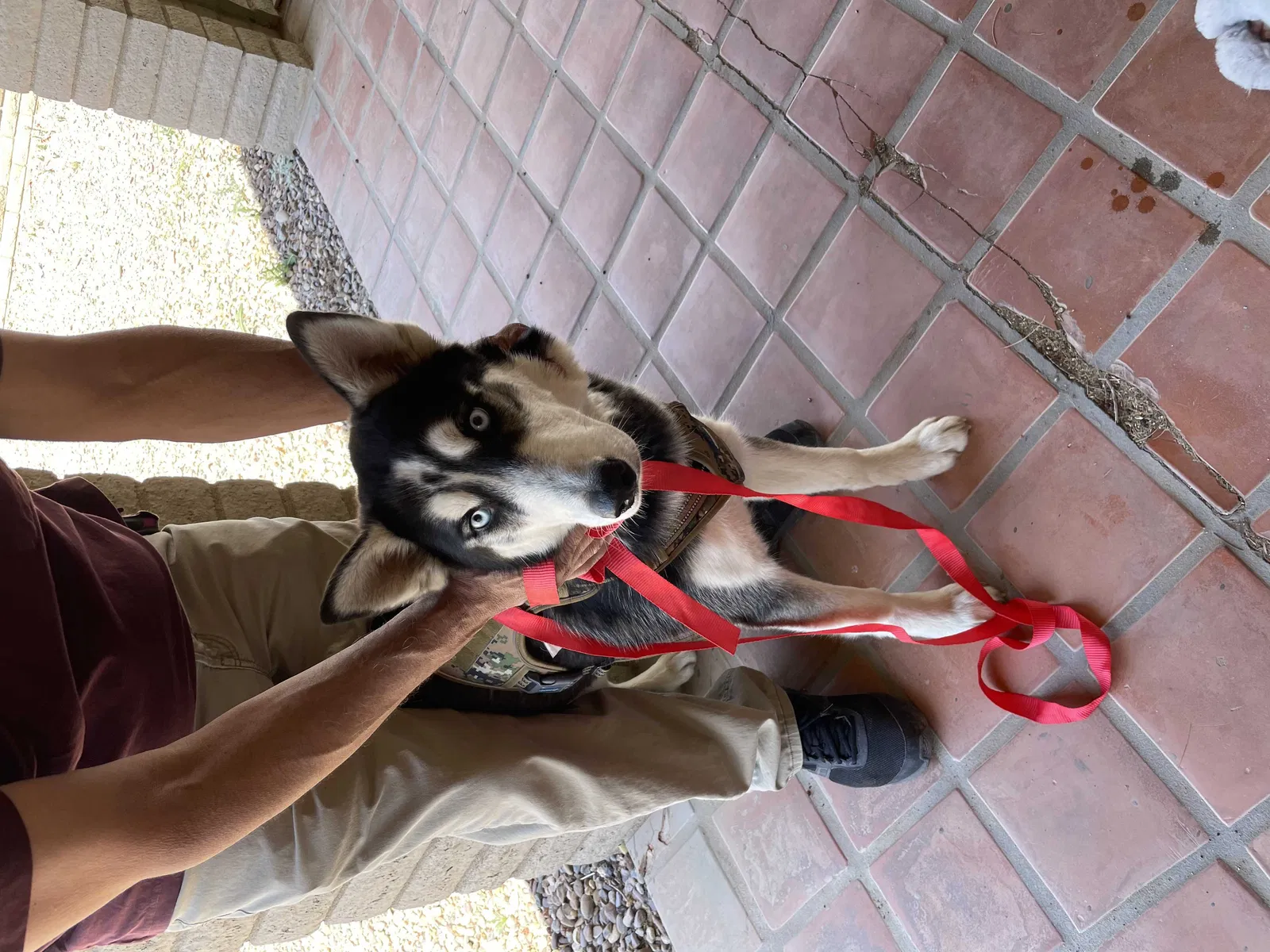 Lost dog in Casa Grande, AZ, 85122