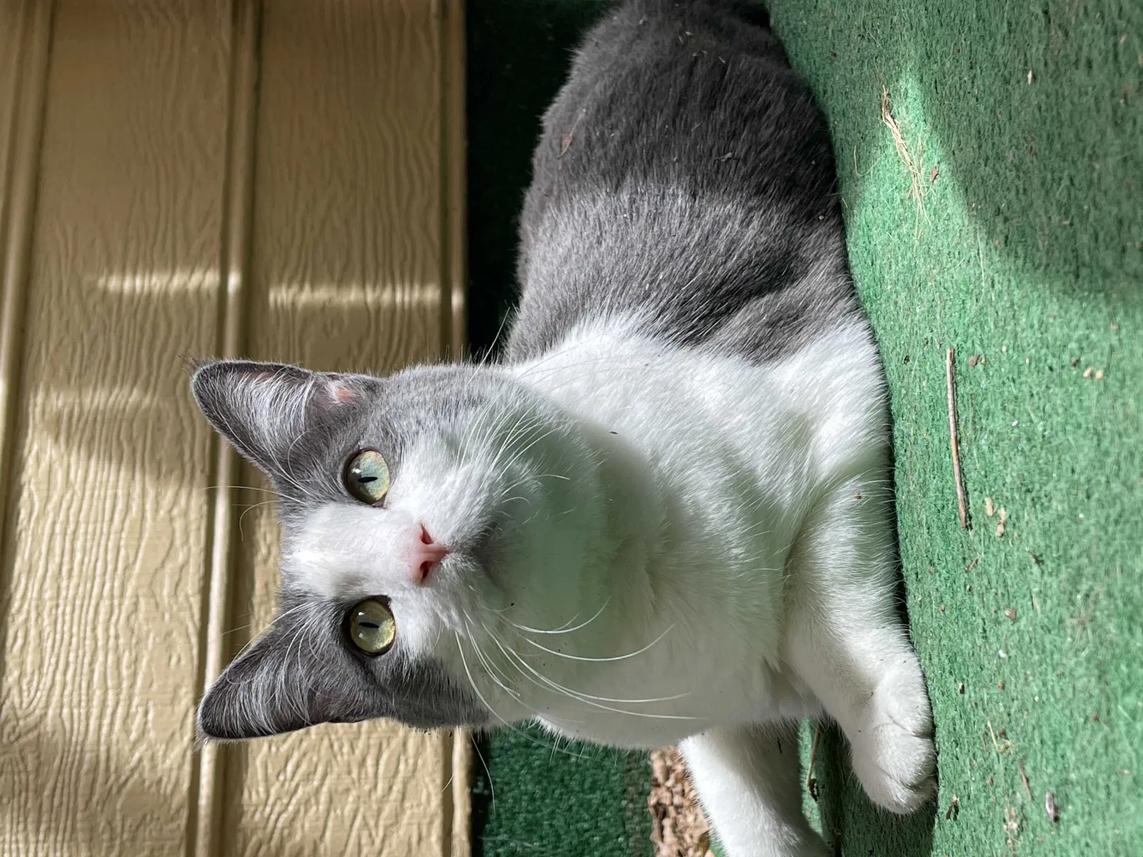Lost cat in Denver, CO, 80227