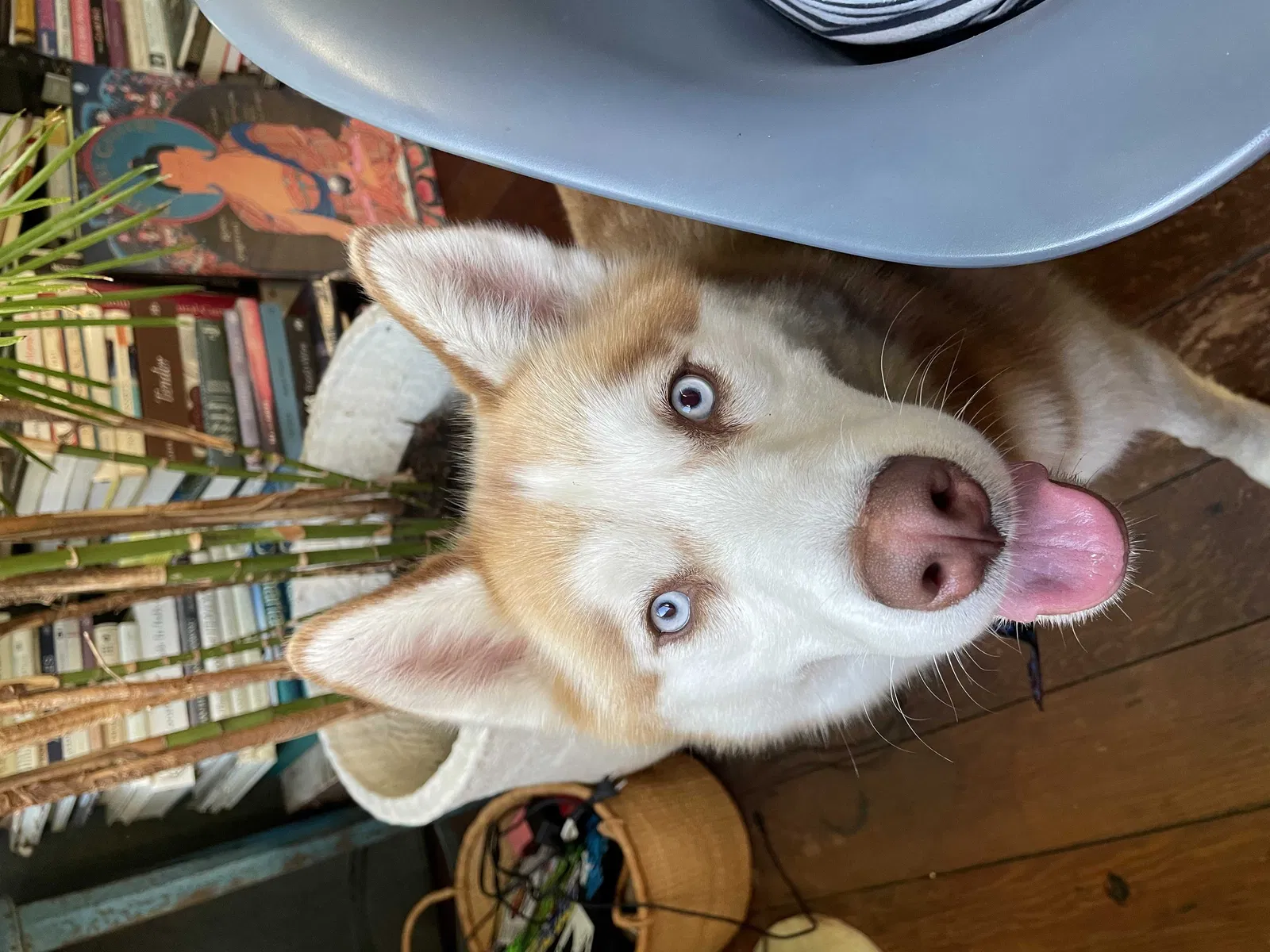 Lost dog in Emeryville, CA, 94608