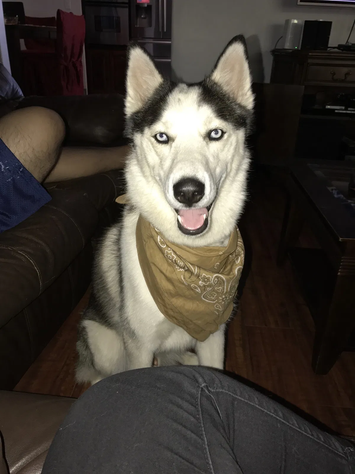 Lost dog in Riverside, CA, 92505