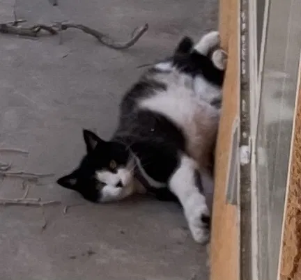 Lost cat in San Antonio, TX, 78213