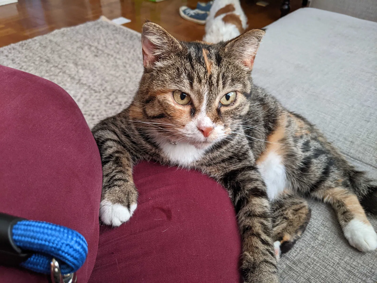 Lost cat in Pittsburgh, PA, 15234