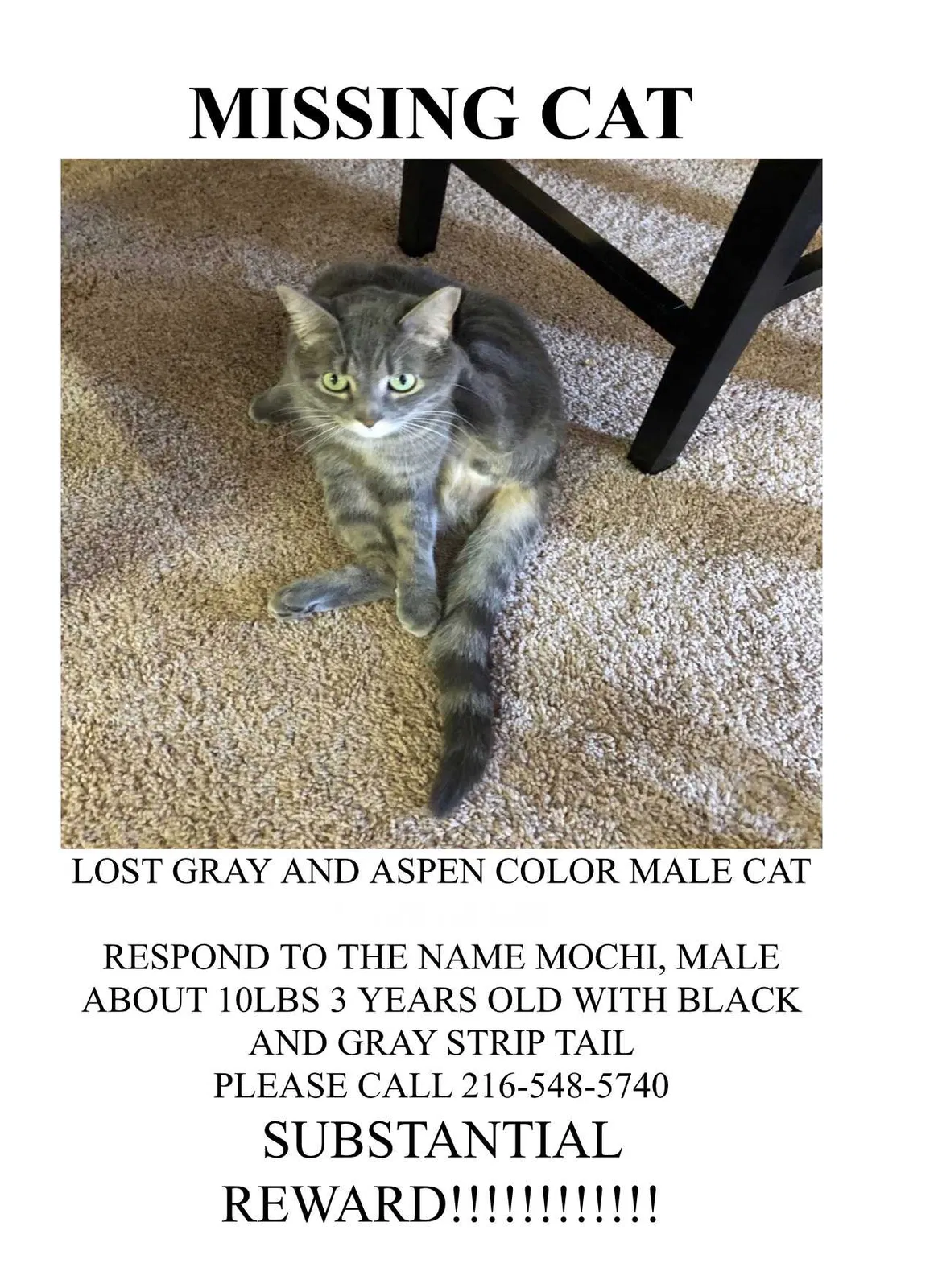 Lost cat in Cleveland, OH, 44130