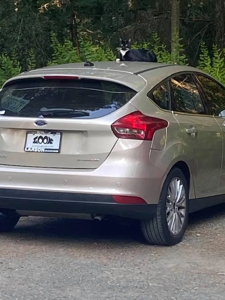 Lost cat in Gig Harbor, WA, 98335