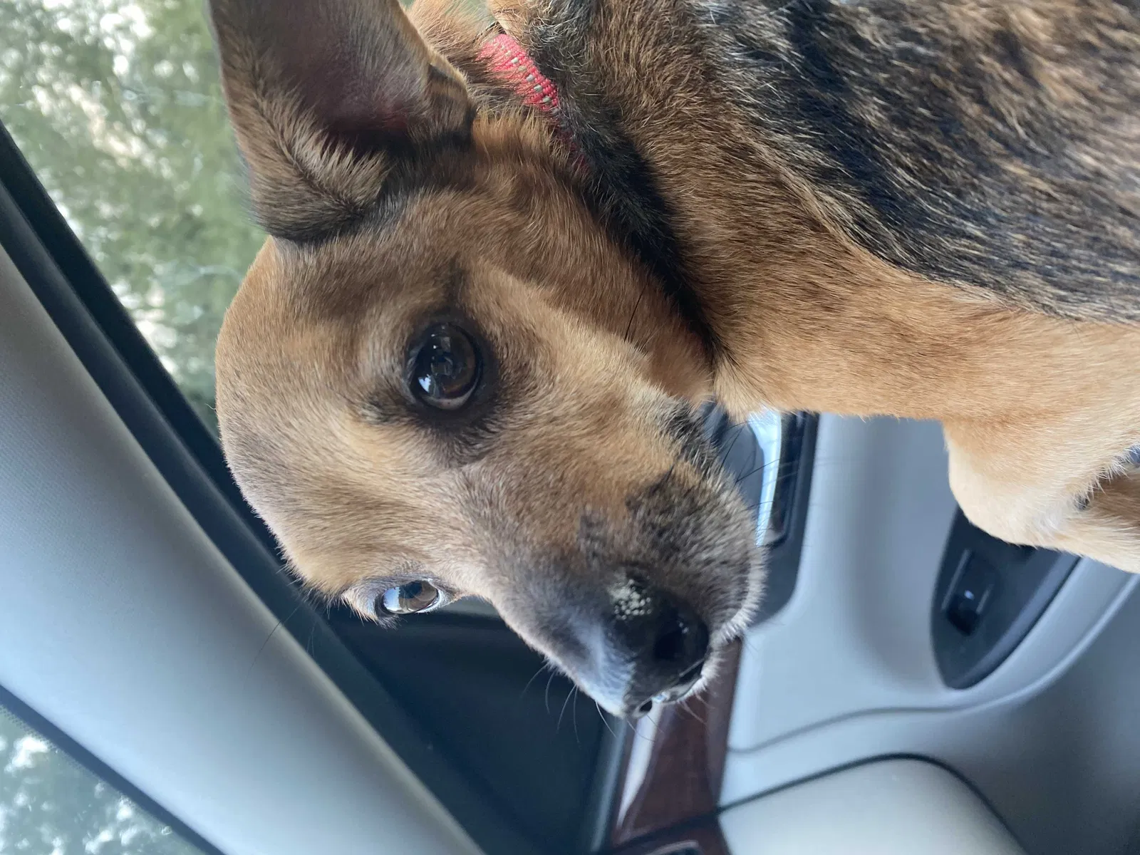Lost dog in Elkhorn, WI, 53121