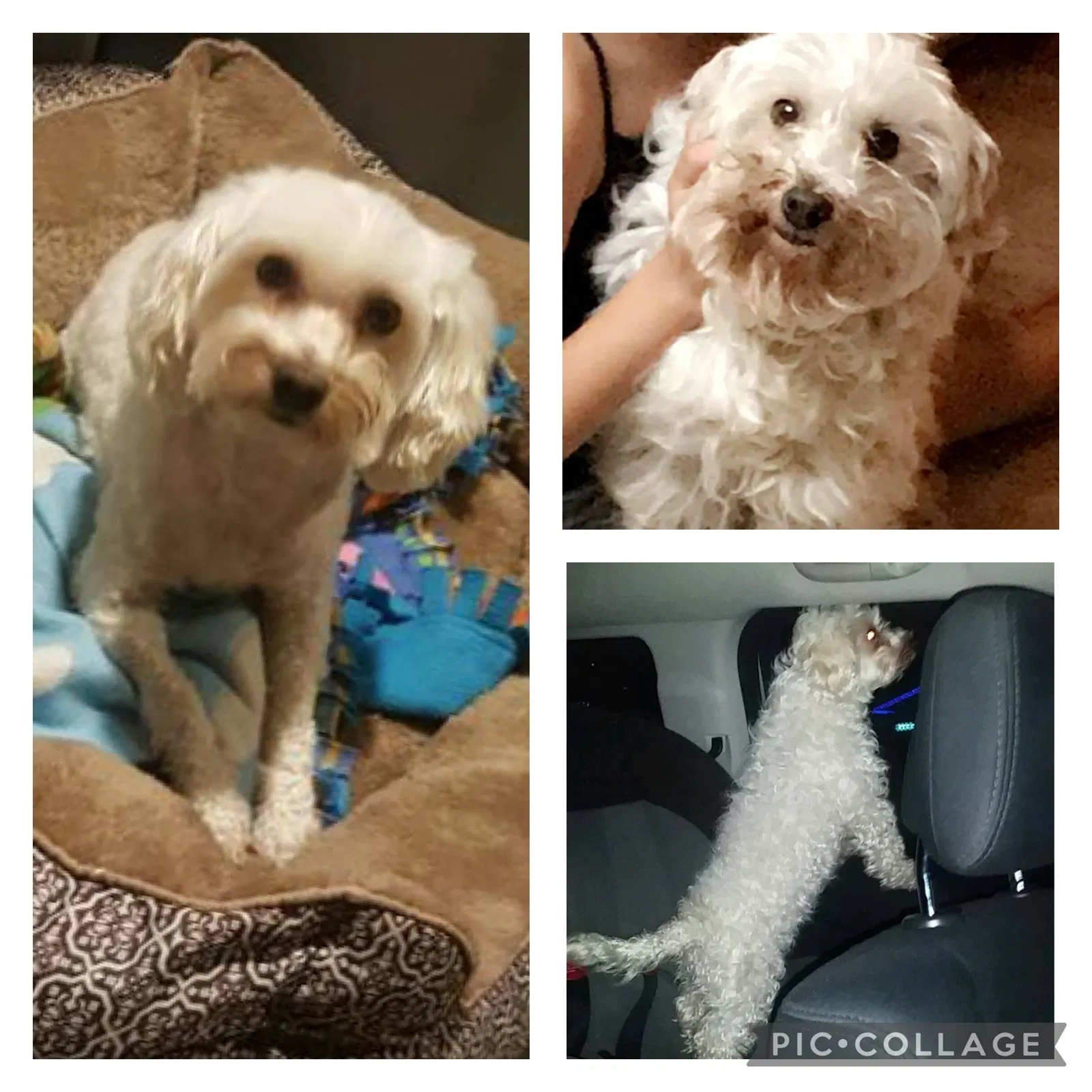 Lost dog in Moreno Valley, CA, 92555