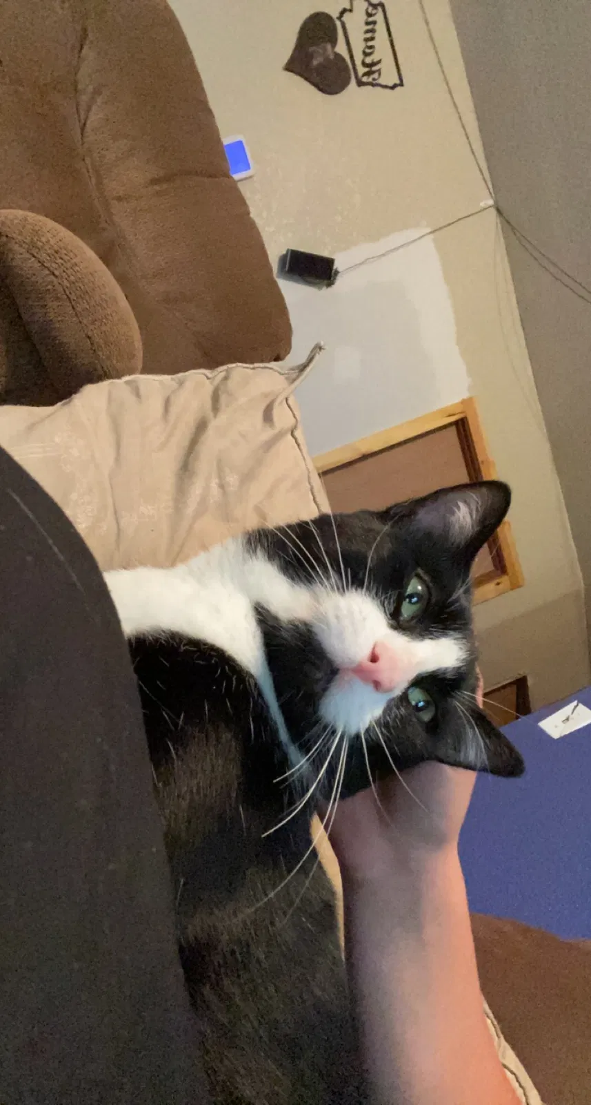 Lost cat in Norwalk, IA, 50211