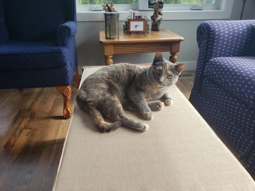 Lost cat in Baraboo, WI, 53913