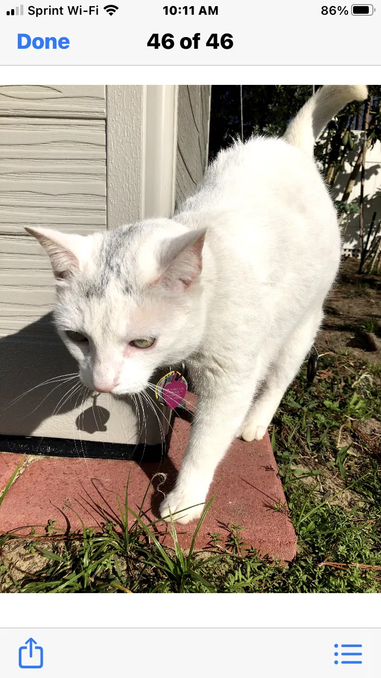 Lost cat in Lake Wales, FL, 33853