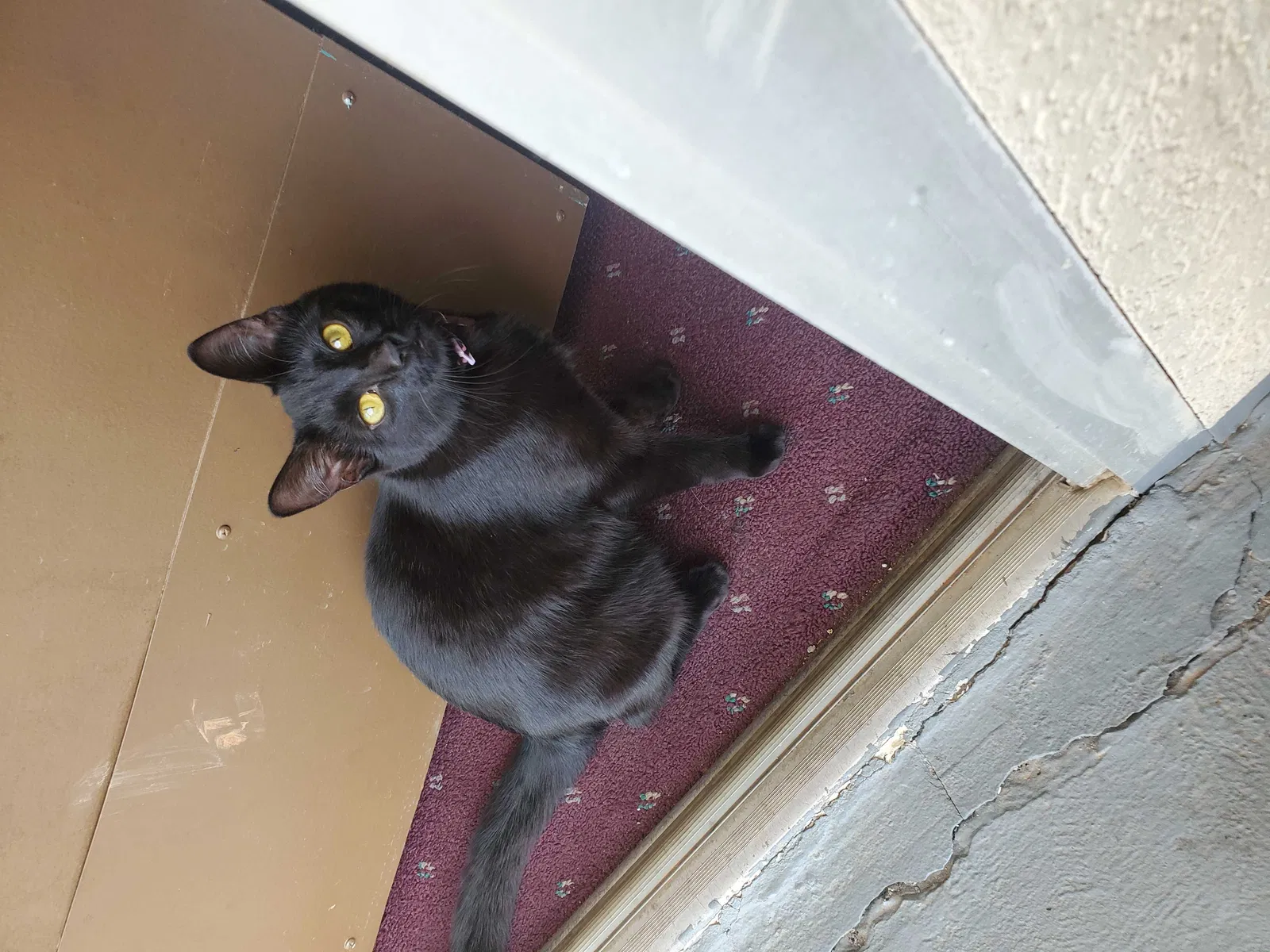 Lost cat in Statesville, NC, 28625
