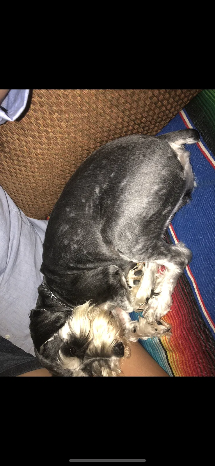 Lost dog in Fort Worth, TX, 76137