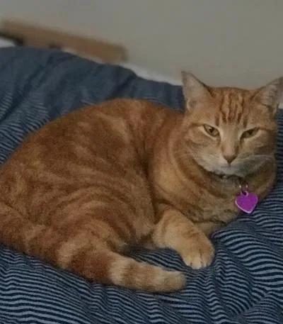 Lost cat in Maitland, FL, 32751