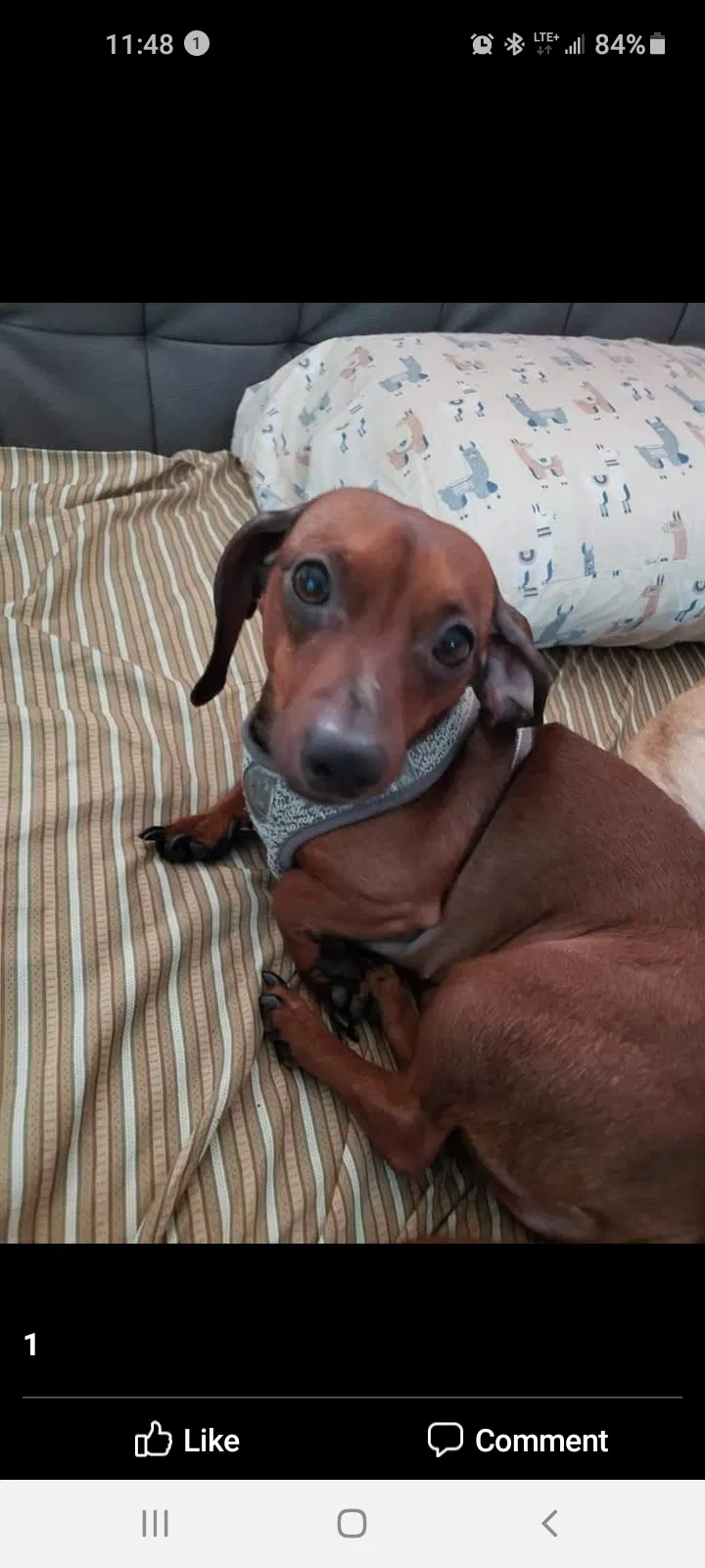 Lost dog in Zephyrhills, FL, 33541