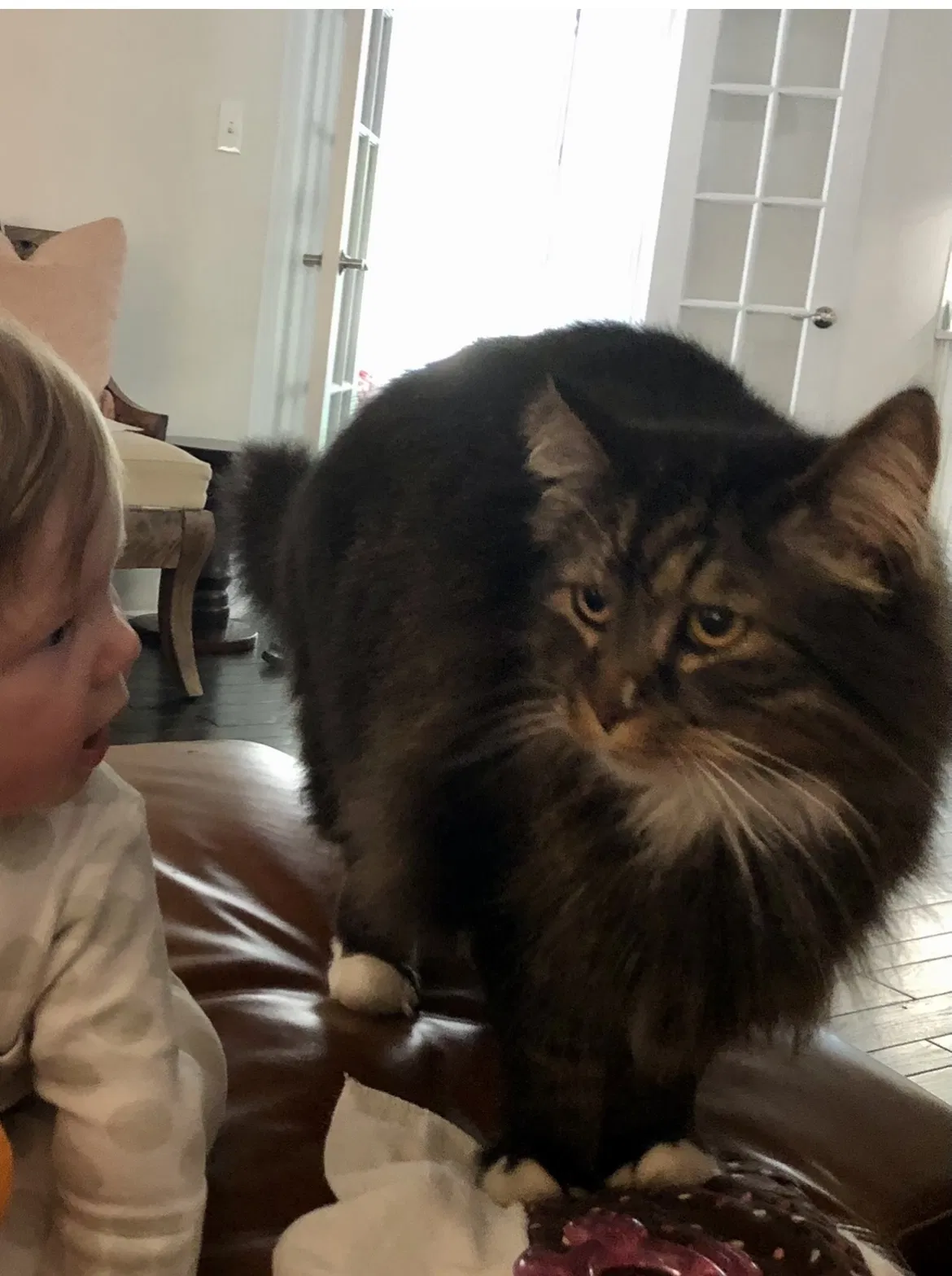 Lost cat in Wichita, KS, 67206