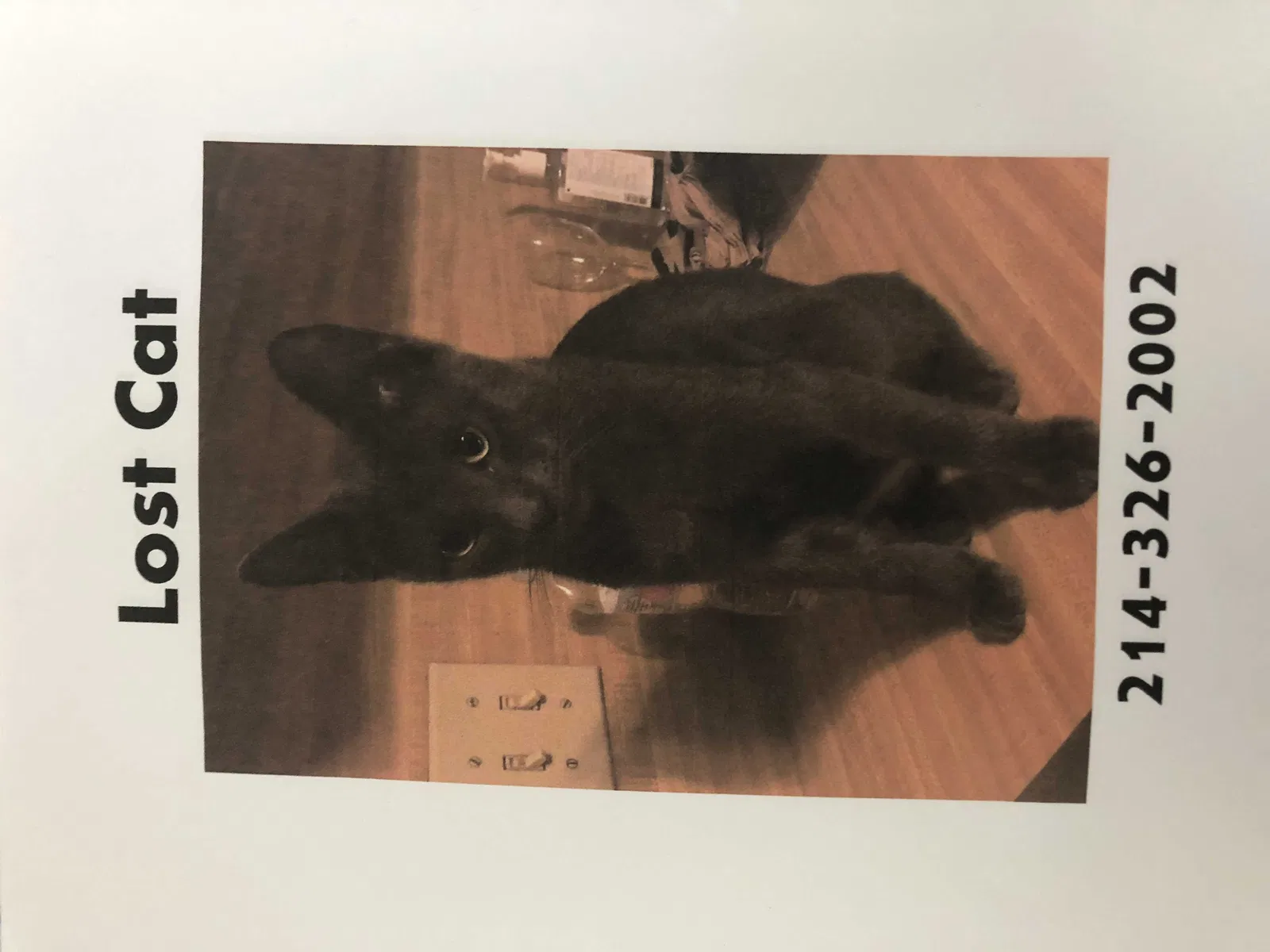 Lost cat in Denton, TX, 76210