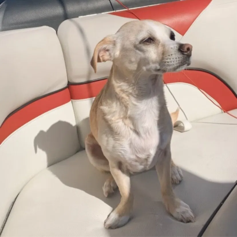 Lost dog in Lynnwood, WA, 98087