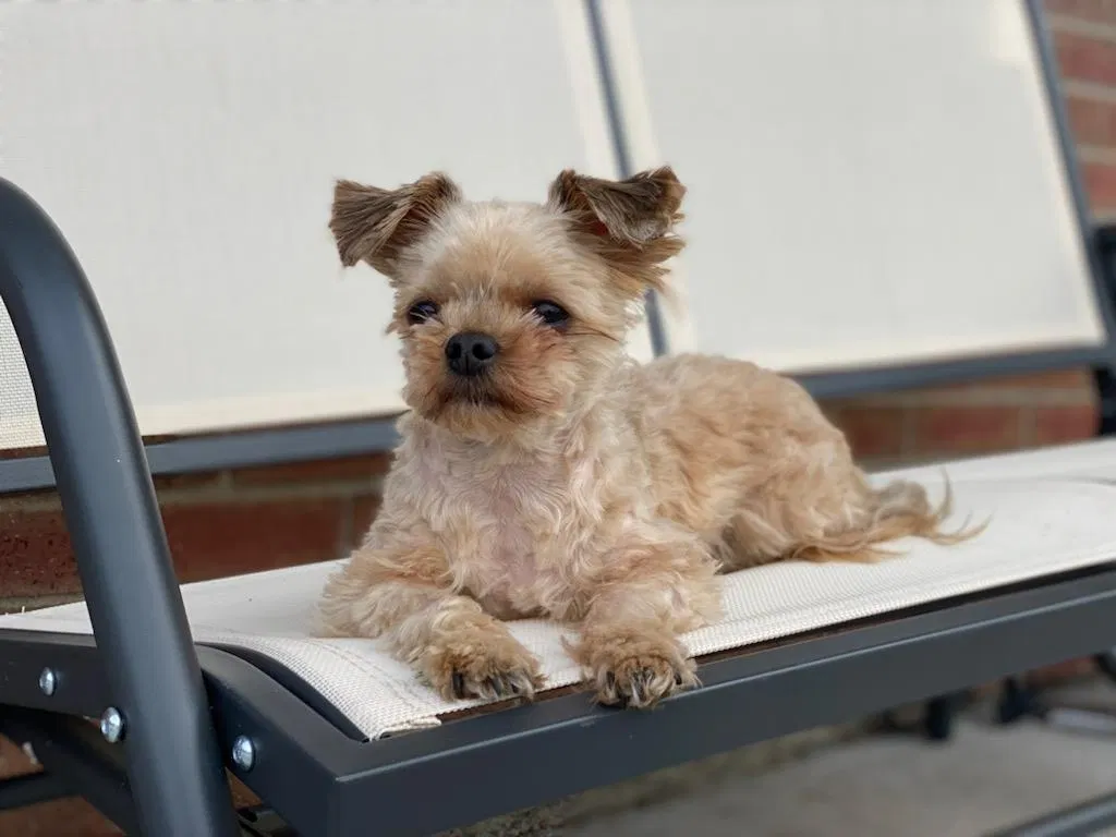 Lost dog in Denver, CO, 80210