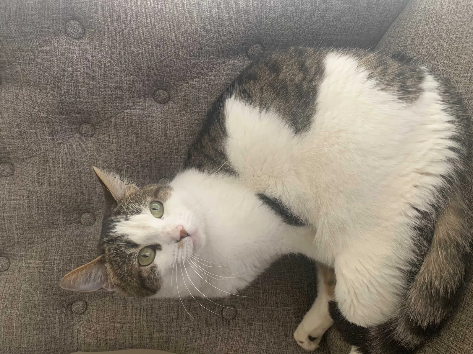 Lost cat in San Diego, CA, 92154