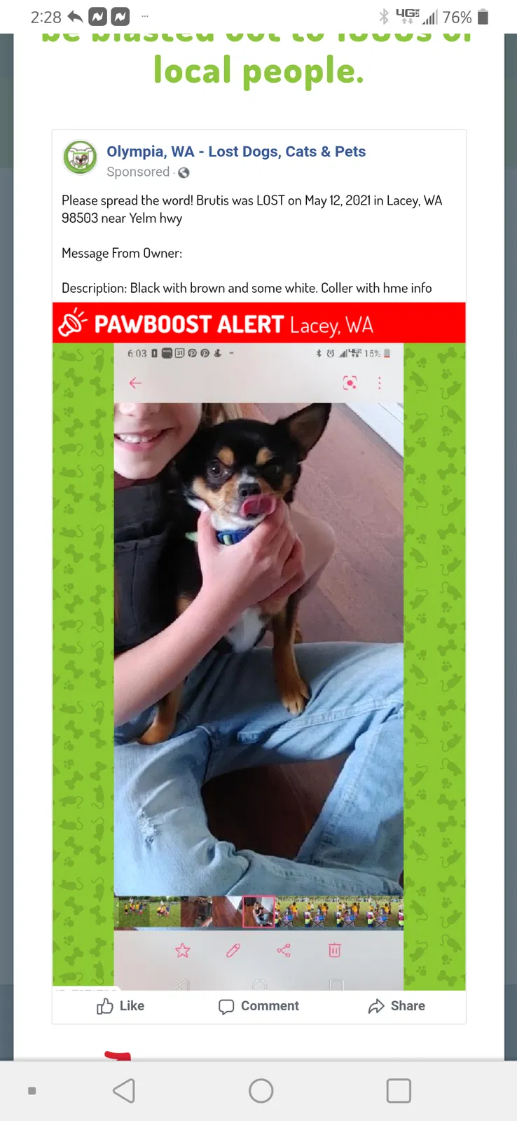 Lost dog in Lacey, WA, 98503