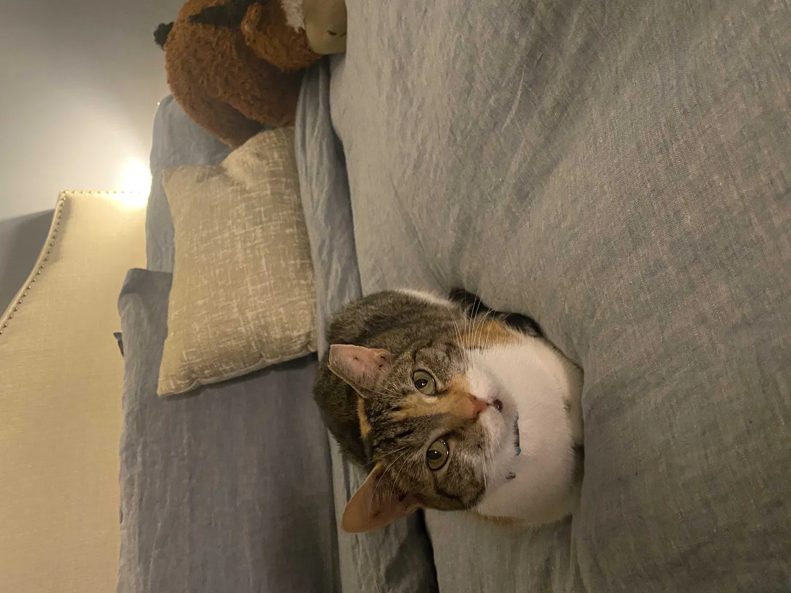 Lost cat in Alexandria, VA, 22306