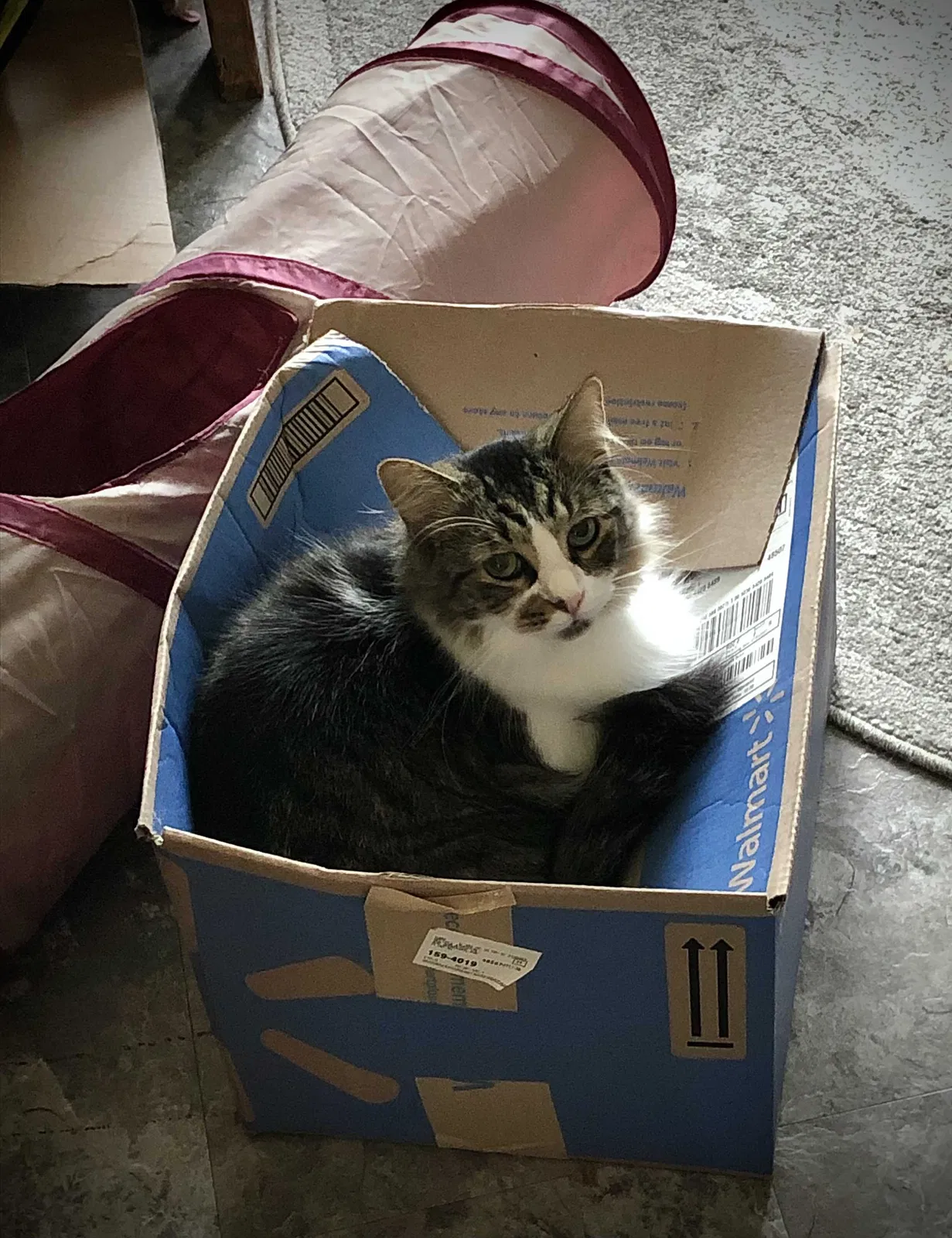 Lost cat in Flint, MI, 48507