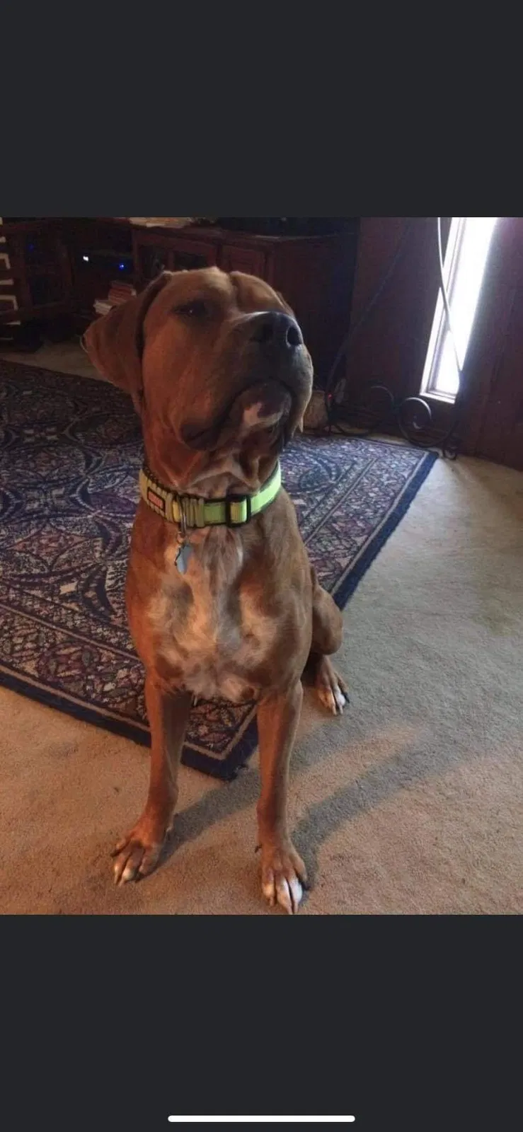 Lost dog in Humble, TX, 77346