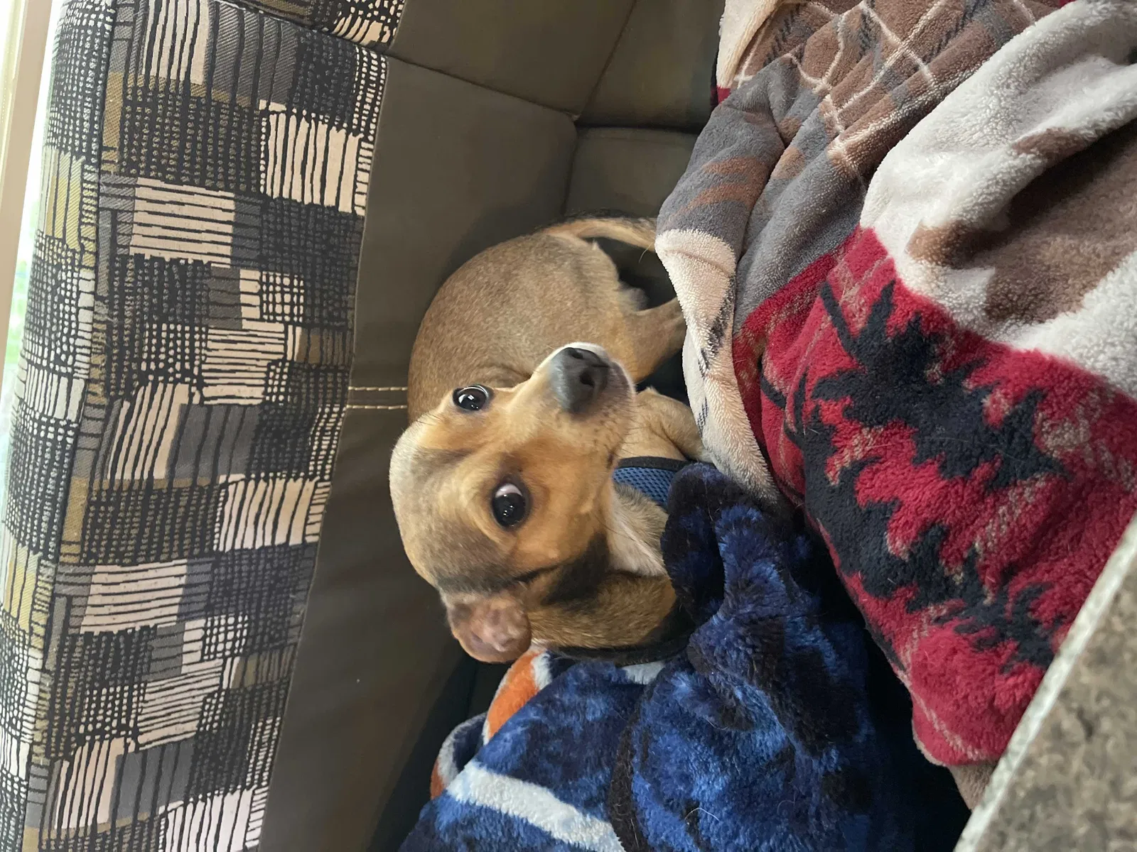 Lost dog in Pflugerville, TX, 78660