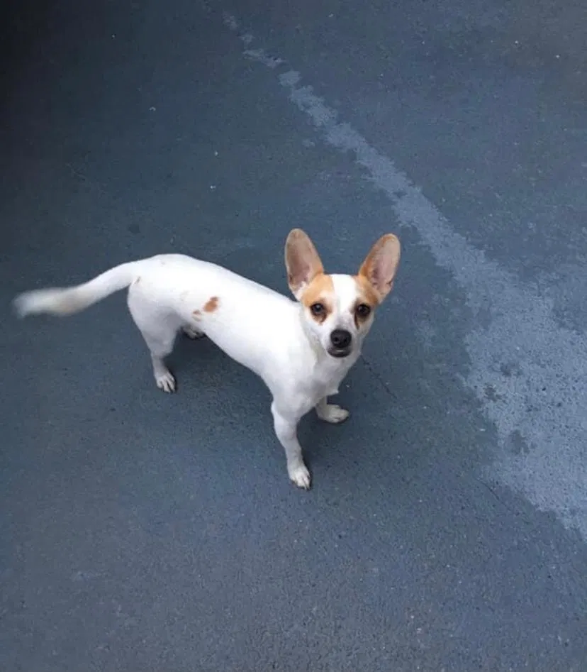 Lost dog in Huntington Park, CA, 90255