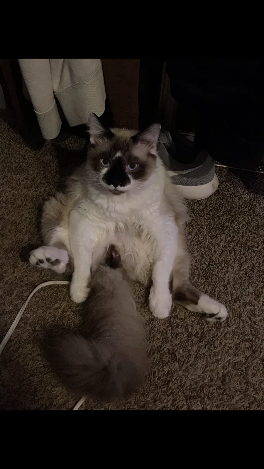 Lost cat in Murfreesboro, TN, 37129