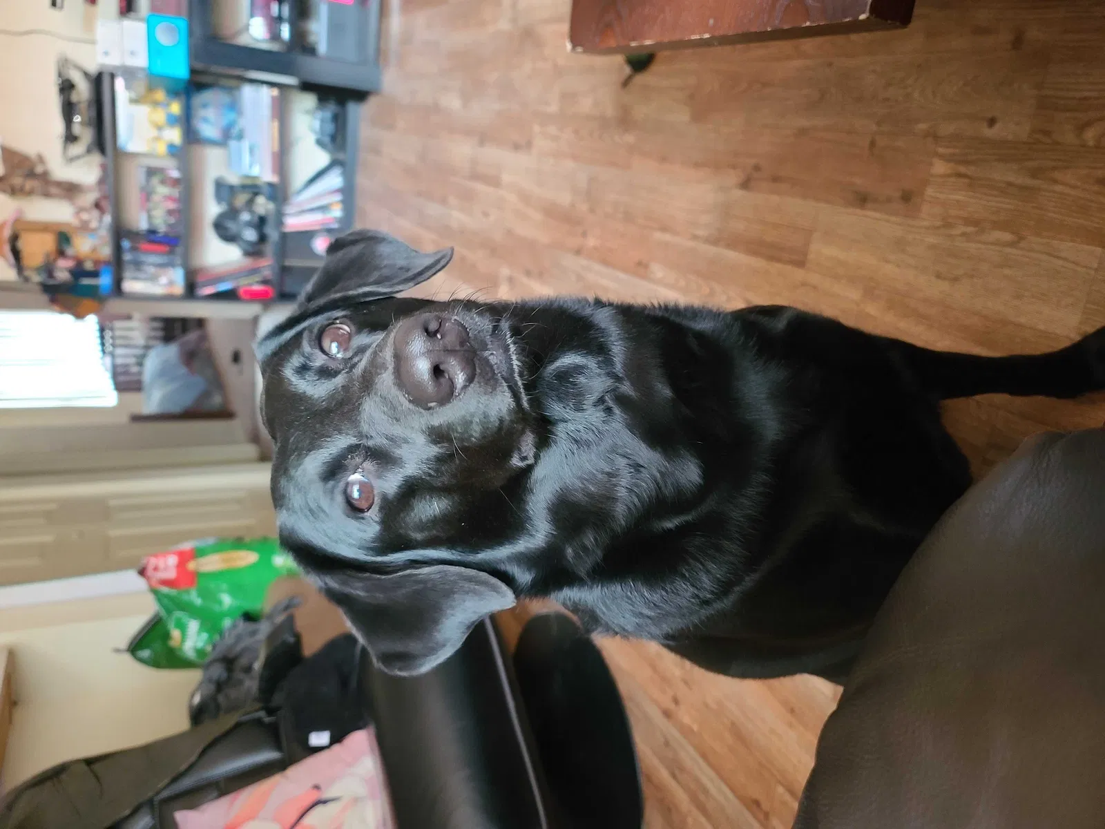 Lost dog in Rialto, CA, 92376