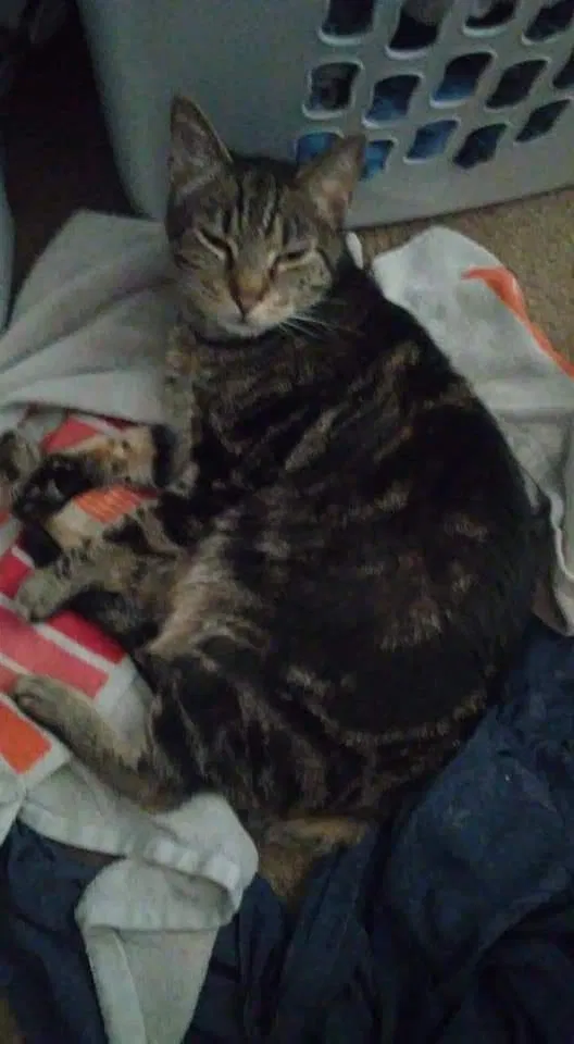Lost cat in Independence, MO, 64055