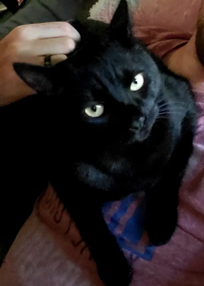 Lost cat in Virginia Beach, VA, 23464