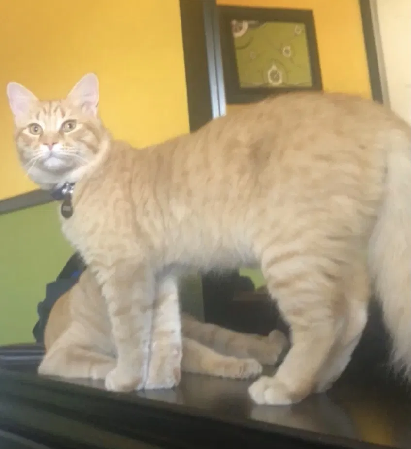 Lost cat in El Paso, TX, 79928