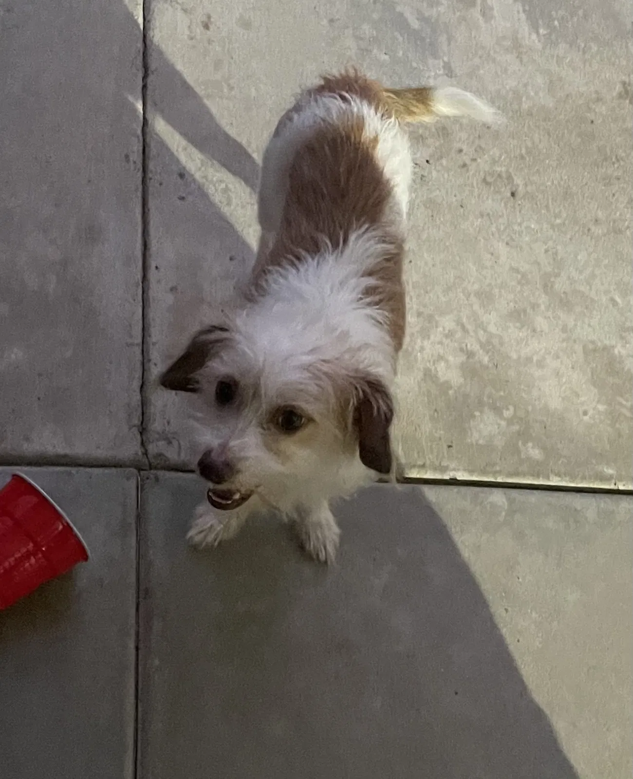 Lost dog in Riverside, CA, 92509