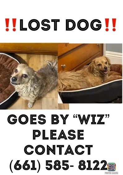 Lost dog in Los Angeles, CA, 90032