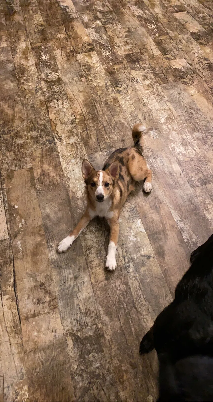 Lost dog in Plainville, GA, 30733