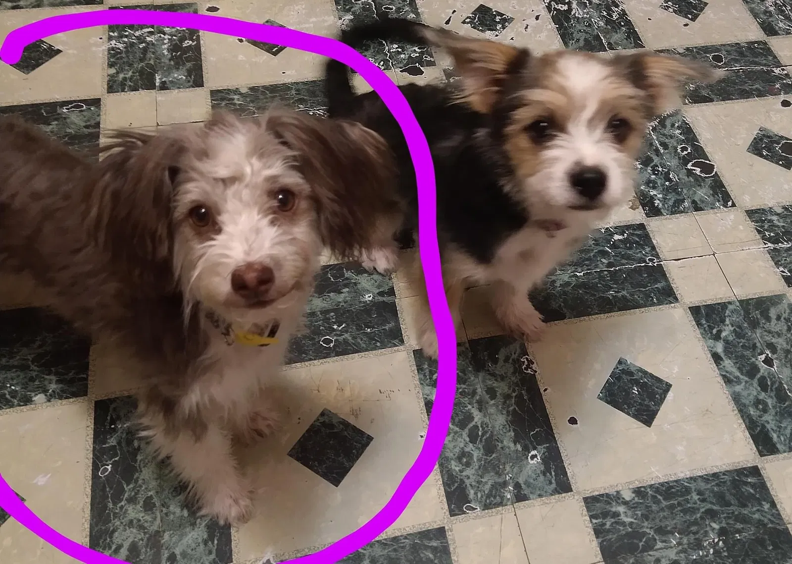 Lost dog in Torreon, NM, 87061