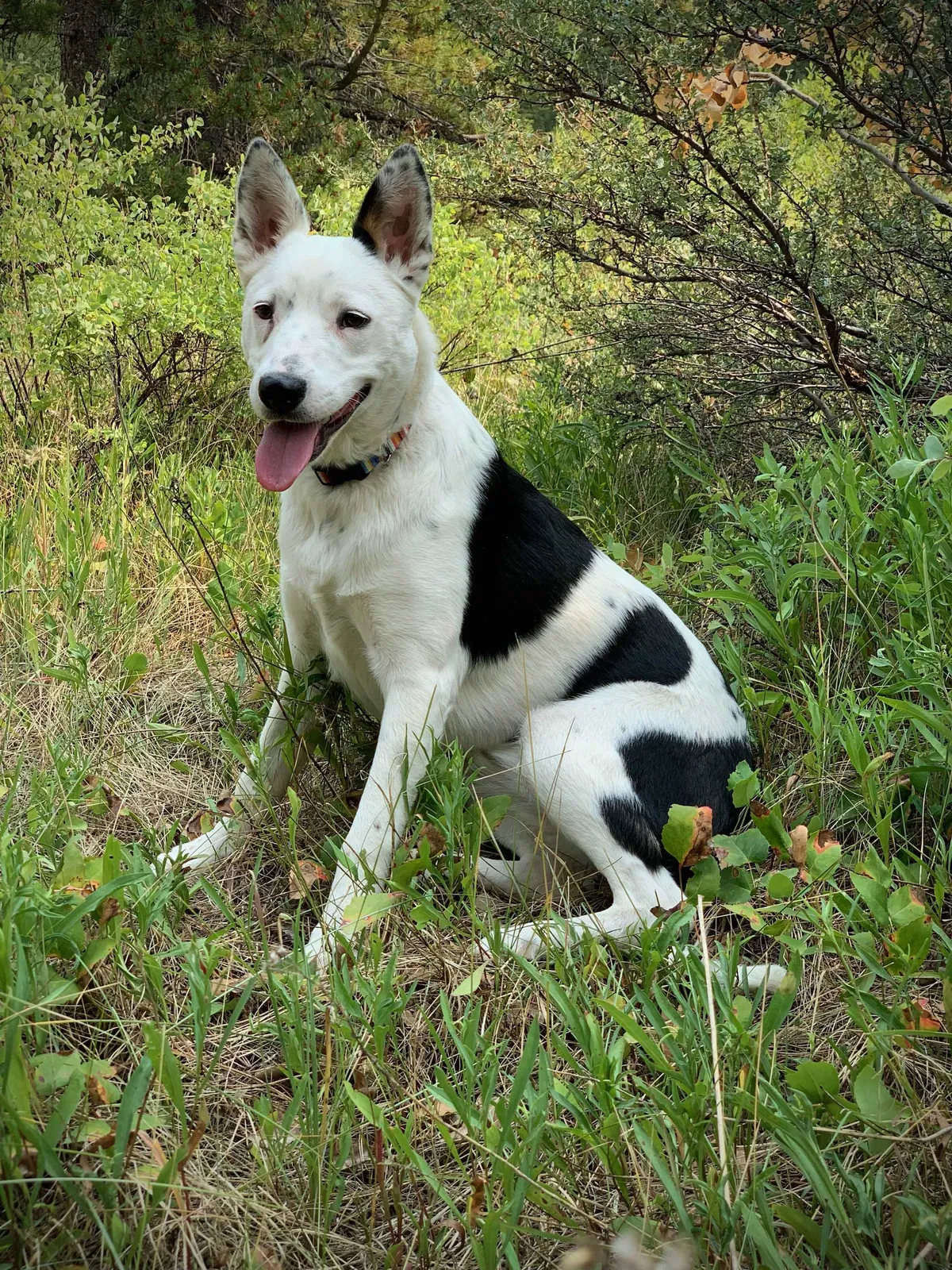 Lost dog in Salt Lake City, UT, 84104