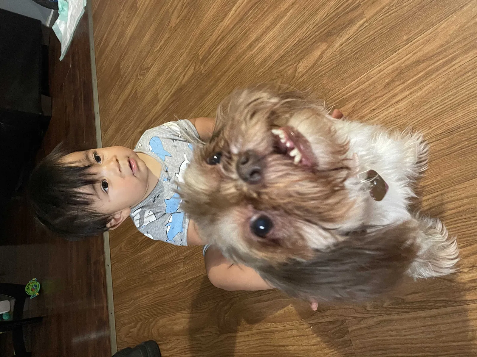 Lost dog in Fort Worth, TX, 76137